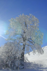L'Albero ghiacciato