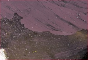 Un’Alga rossastra nella Diga di Occhito Planktorhrix rubescens