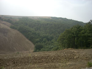 San Bartolomeo in Galdo – Manutenzione fondi agricoli, arrivano le prime multe Uno scorcio del Bosco Montauro