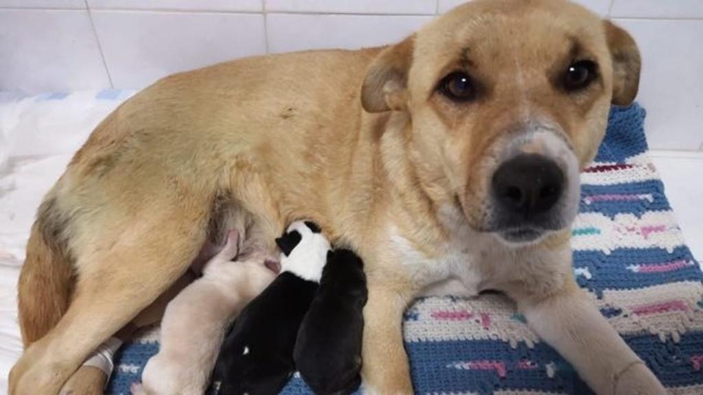 I mostri vivono tra noi I mostri vivono tra noi