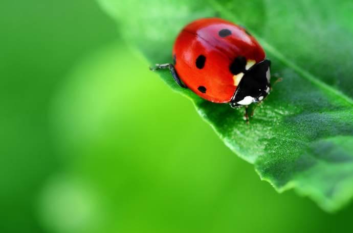 Invasione di coccinelle in provincia di Foggia e in Puglia Invasione di coccinelle: avvistamenti anche in Capitanata, “fenomeno naturale dovuto alle condizioni climatiche” Invasione di coccinelle in provincia di Foggia e in Puglia Invasione di coccinelle: avvistamenti anche in Capitanata, “fenomeno naturale dovuto alle condizioni climatiche”